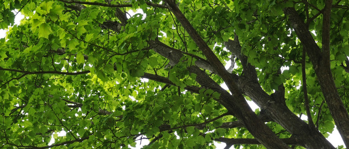 The Benefits Of Proper Tree Care