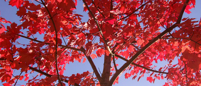 Featured Tree: Red Sunset Maple