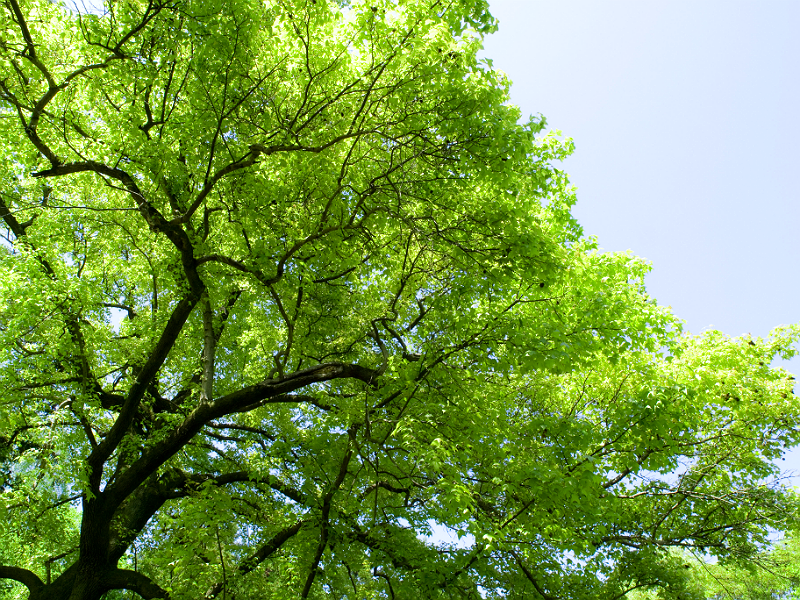 Emergency Tree Services