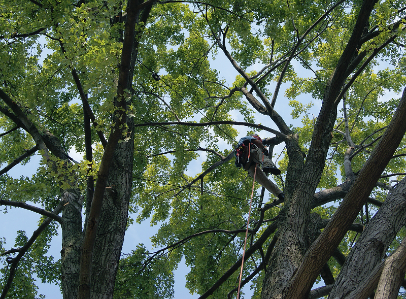 Michigan Tree Services