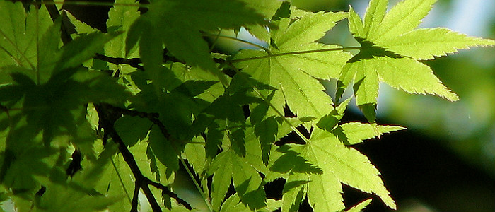 Michigan Tree Removal