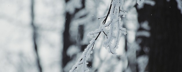 Winter Tree Services