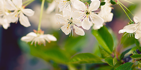 Tree Pruning Services